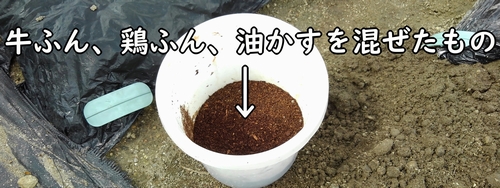 のらぼう菜の肥料（牛糞堆肥と鶏糞と油かす）