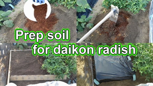 Prep soil for daikon radish (Grow round and cylindrical shape daikon radish)