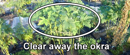 Before cultivating daikon radish, we clear away the okra