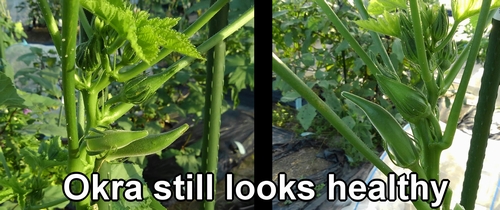 The okra remaining in the daikon cultivation patch