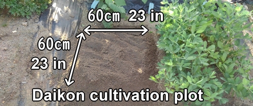 The daikon radish cultivation plot