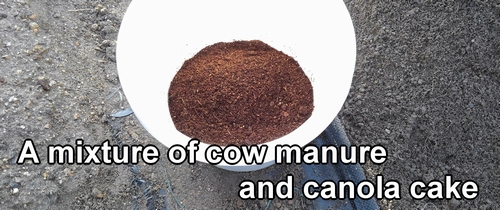 The daikon radish fertilizer (cow manure and canola cake)