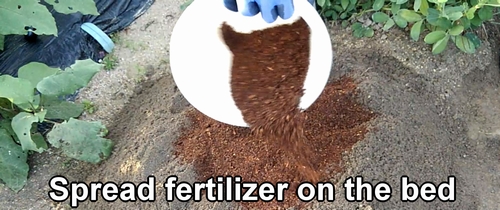 Spread fertilizer in the daikon radish plot
