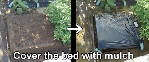 Cover the daikon radish bed with mulch