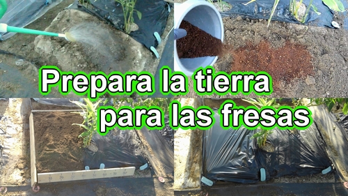 Cómo cultivar fresas (Sustrato para fresa)