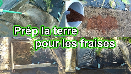 Comment cultiver les fraises (La terre pour les fraises)