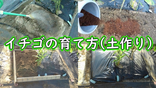 いちごの育て方（露地いちごの土づくり）