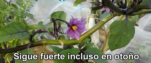 Flor de berenjena