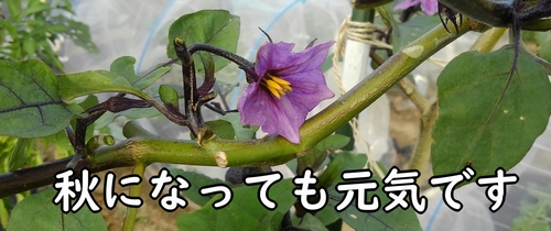 ナスの花