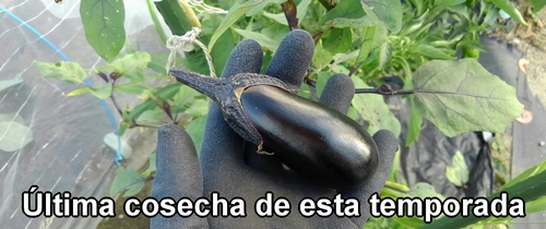 La última berenjena cosechada