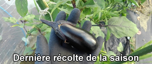 La dernière aubergine récoltée