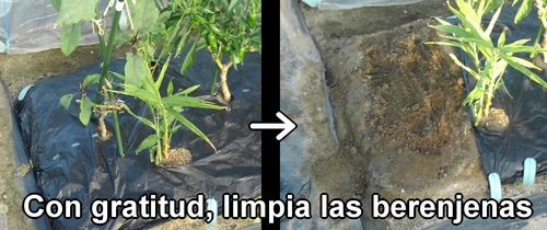 Fin del cultivo de berenjenas