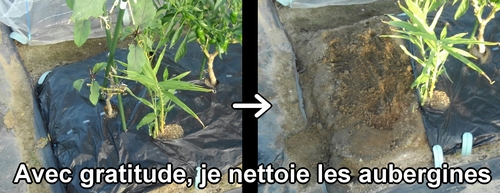 Fin de la culture des aubergines