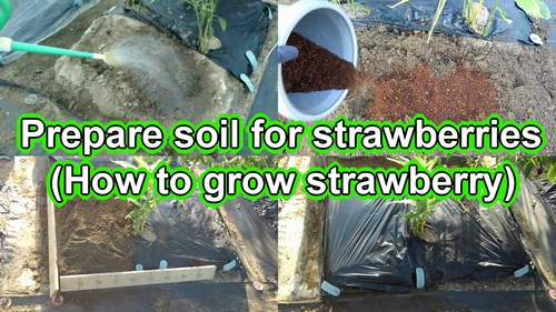 How to grow strawberries(soil for strawberries)