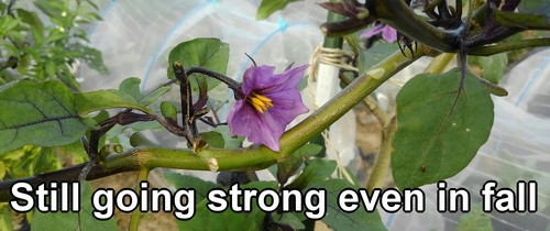 Eggplant flower