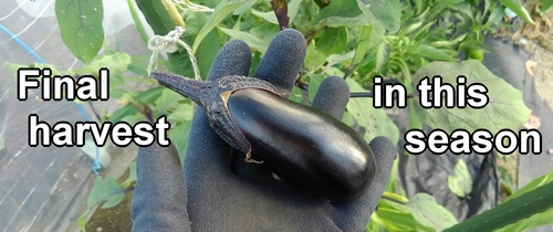 The last harvested eggplant