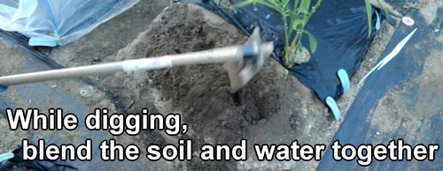 While digging, blend the soil and water together
