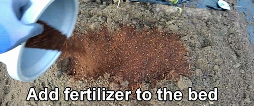 Add fertilizer to the strawberry bed