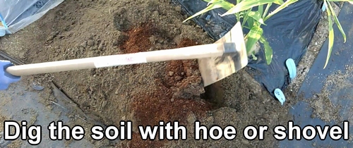 Dig the soil with hoe or shovel