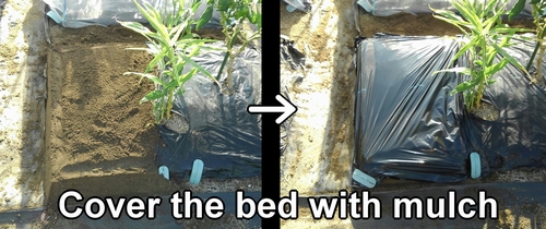 Cover the strawberry bed with mulch