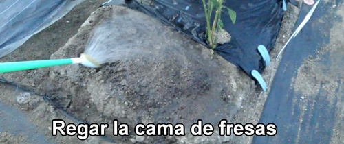 Regar la cama de fresas (frutilla)
