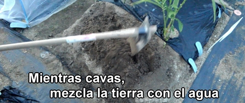 Mientras cavas, mezcla la tierra con el agua