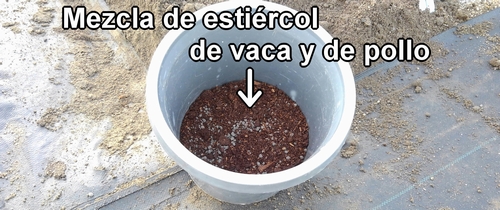 Los abonos para las fresas (frutilla) son estiércol de vaca y estiércol de pollo