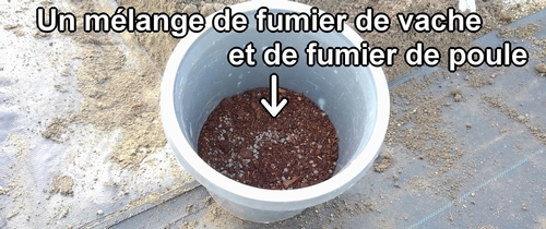 Les engrais pour les fraises (fraisier) sont du fumier de vache et du fumier de poule
