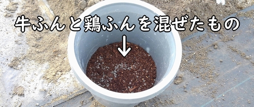 いちごの肥料は、牛糞と鶏糞を使用