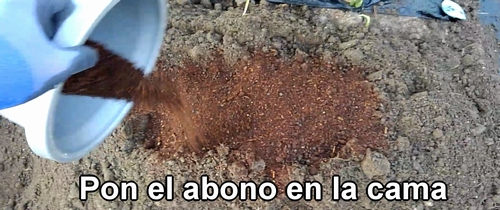 Pon el abono en la cama de fresas