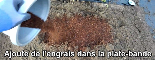 Ajoute de l'engrais dans la plate-bande de fraises (fraisier)