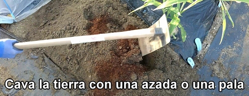 Cava la tierra con una azada o una pala