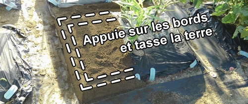Comment faire un lit de fraises (fraisier)