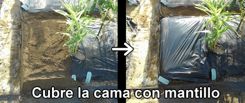 Cubre la cama de fresas (frutilla) con mantillo