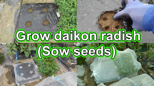 We will sow daikon seeds (Round shape daikon radish and cylindrical shape daikon radish)