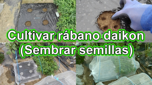 Sembramos las semillas de rábano daikon (Rábano daikon Shogoin y rábano daikon Aokubi)