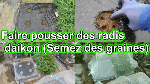 Nous allons semer des graines de daikon (Radis japonais Shogoin et radis blanc Aokubi)