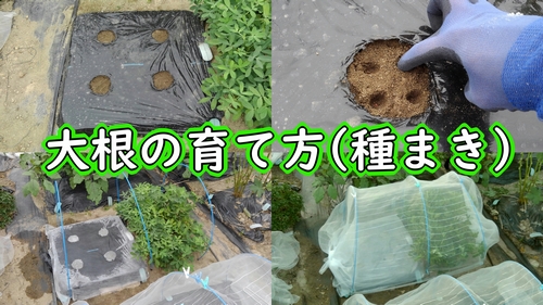 聖護院大根と青首大根の種まき