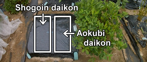 Las parcelas de cultivo para Shogoin daikon y Aokubi daikon