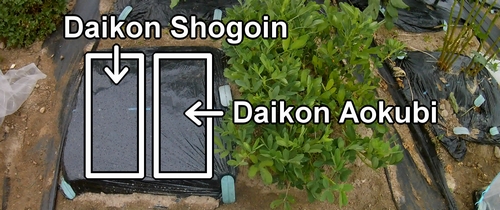 Les terrains de culture pour les radis daikon (radis japonais) Shogoin et Aokubi
