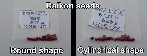The seeds for round shape daikon and cylindrical shape daikon