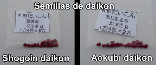 Las semillas para Shogoin daikon y Aokubi daikon