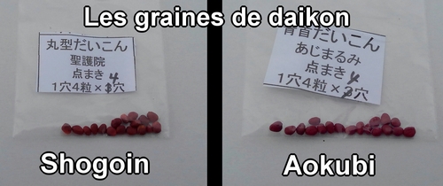 Les graines de daikon Shogoin et de daikon Aokubi