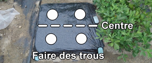 Les endroits pour semer le Shogoin radis blanc et l’Aokubi radis blanc