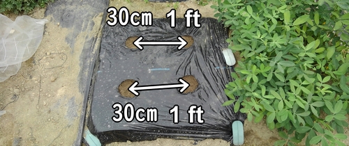 La distancia entre las plantas de rábano daikon (rábano japonés) es de unos 30cm (1 foot)