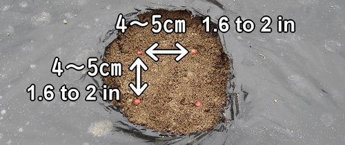 Space the daikon seeds 4 to 5cm (1.6 to 2 in) apart