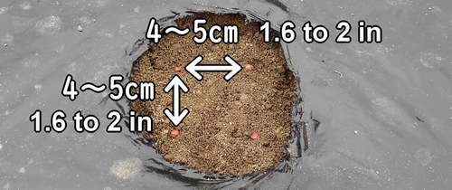 Espace les graines de radis blanc (radis japonais) de 4 à 5cm (1.6 à 2 in)