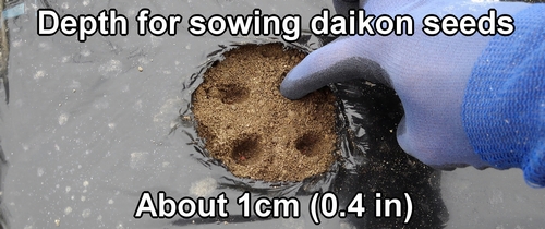 The depth for sowing daikon seeds is about 1cm (0.4 in)