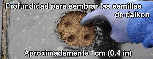 La profundidad para sembrar las semillas de rábano daikon (rábano japonés) es de aproximadamente 1cm (0.4 inches)