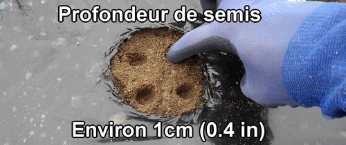 La profondeur pour semer les graines de radis blanc (radis daikon) est d’environ 1cm (0.4 inches)